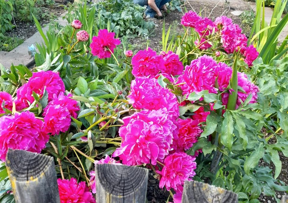 Pfingstrosen pink, rosa gefüllt und duftend in Maisach