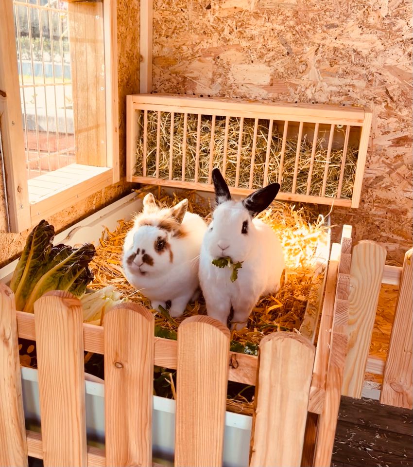 Kastrierte weibliche Kaninchen Jonte und Günni in Emstek