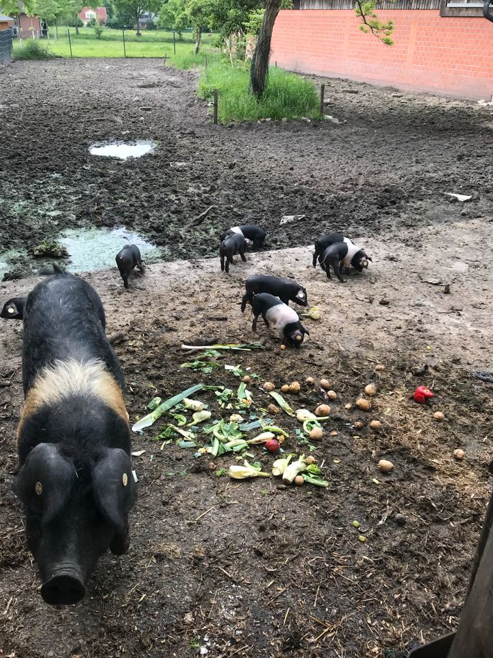 Anglersattelschweine in Brande-Hörnerkirchen