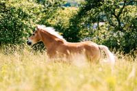 Pflege und später Reitbeteiligung Saarbrücken-Dudweiler - Dudweiler Vorschau