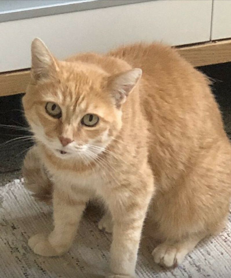 Katze vermisst, entlaufen in Esslingen, rot, Sourie❣️ in Esslingen