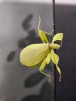 phyllium philippinicum, wandelndes Blatt Dortmund - Lütgendortmund Vorschau