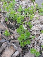 Waldmeister Kräuter abzugeben Leipzig - Meusdorf Vorschau