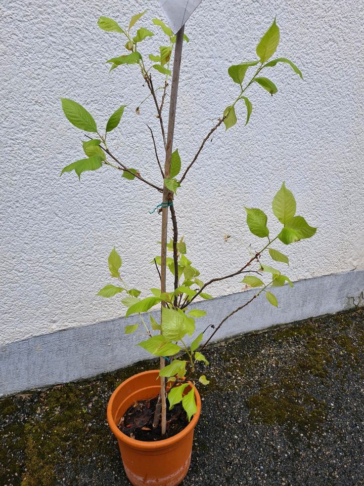 Kirschbaum Säulenkirsche Sylvia - Prunus avium in Baldham