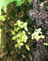 Artemisia Annua Bio Pflanzen Heilpflanze Bayern - Taufkirchen Vils Vorschau