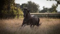 Ponynachmittag/Reitbeteiligung Baden-Württemberg - Weil der Stadt Vorschau