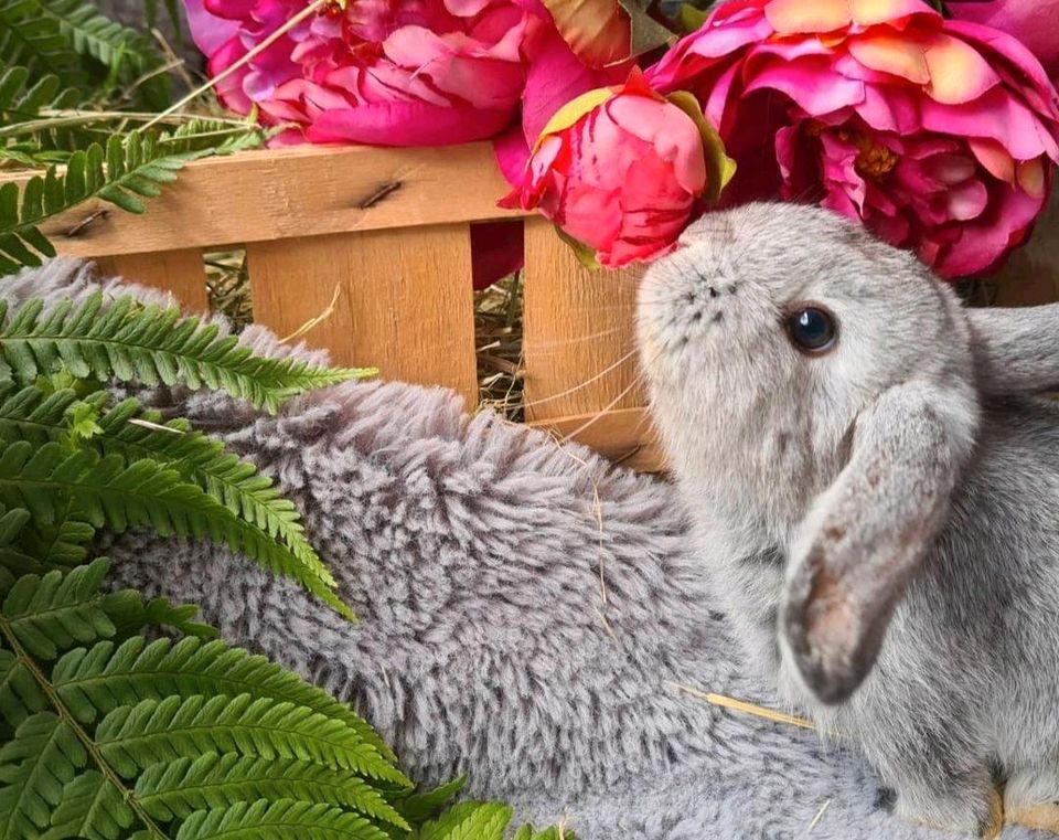 ❤️ Hasenbabys ❤️ Minilop Zwergwidder Hase Kaninchen in Haimhausen