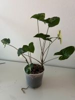 Syngonium albo Variegata Pflanze mehrere Triebe bewurzelt Nordrhein-Westfalen - Halle (Westfalen) Vorschau