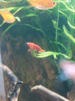 Garnelen Neocaridina Red Fire Nordrhein-Westfalen - Marl Vorschau