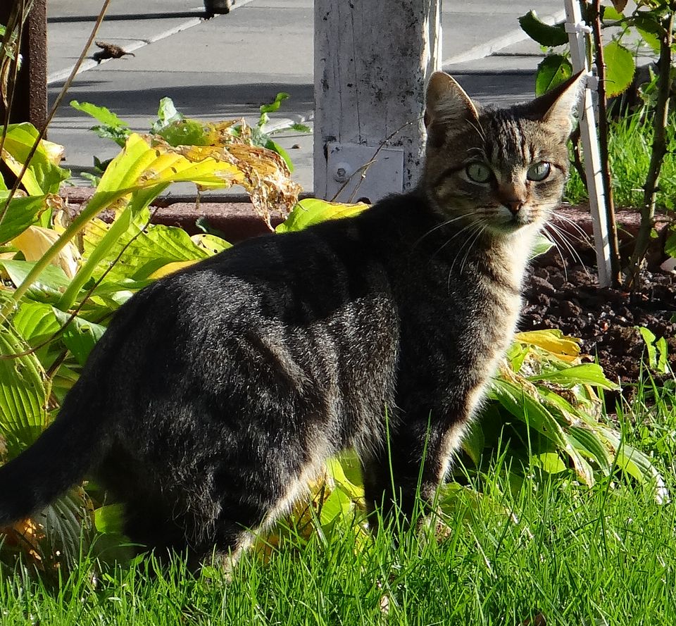 Katze vermisst,europäisch Kurzhaar in Wangerland