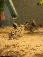 Kuckuckswels (Synodontis grandiops) Baden-Württemberg - Schwäbisch Hall Vorschau