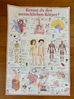 Menschlicher Körper Kinderposter Bayern - Kirchseeon Vorschau