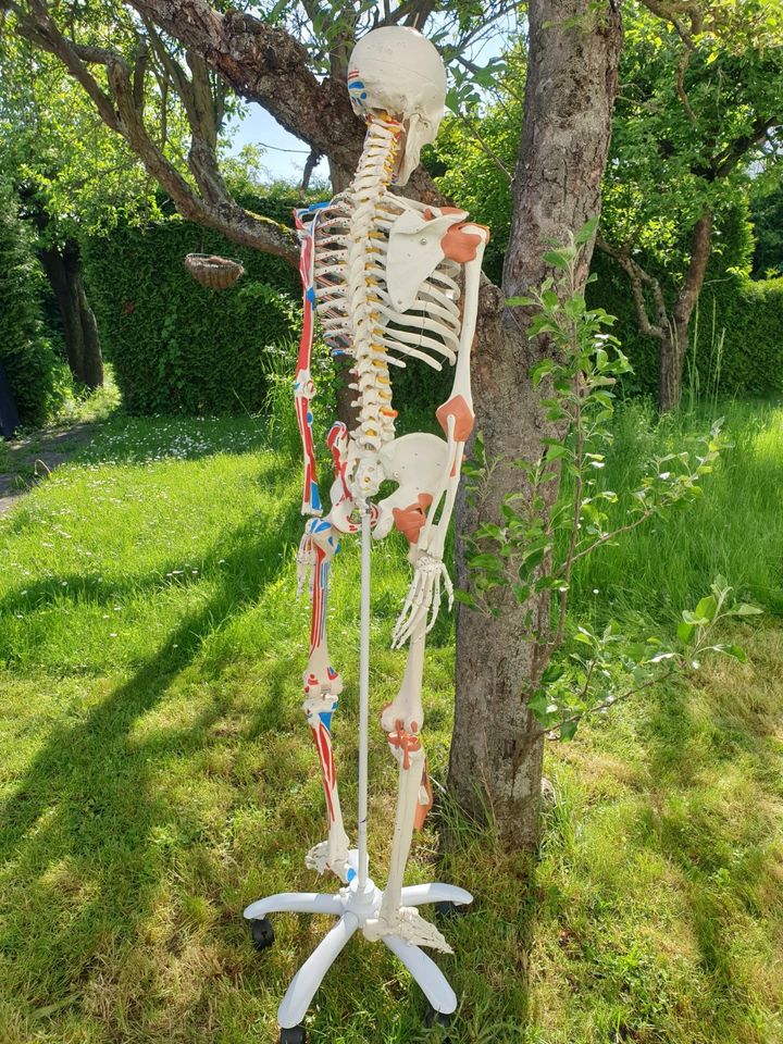 3B Scientific Skelett SAM in Butzbach
