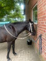 Zaumzeug Pony Pferd Cob Niedersachsen - Winsen (Aller) Vorschau