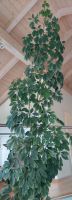 Große Zimmerpflanze Schefflera ca. 5 Meter, riesig, schmal, Deko Bayern - Fürsteneck Vorschau
