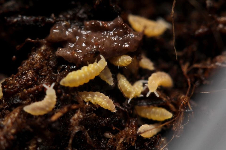 Ceratophysella sp. “Yellow Albino” Springschwänze/ Bodenpolizei in Herrenberg