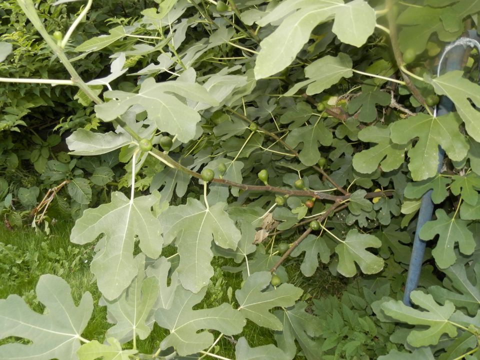 Feige Feigenbaum Feigenstrauch trägt reichlich süße Früchte in Königslutter am Elm