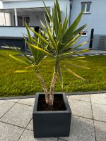 Yuccapalme ca 130cm hoch dringend abzugeben Saarbrücken-Dudweiler - Scheidt Vorschau