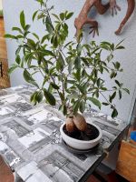 Bonsai ficus höhe 80cm breite etwa 50cm weisser Topf mit unterset Bayern - Gersthofen Vorschau