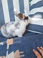 Baby Kaninchen Bayern - Freilassing Vorschau