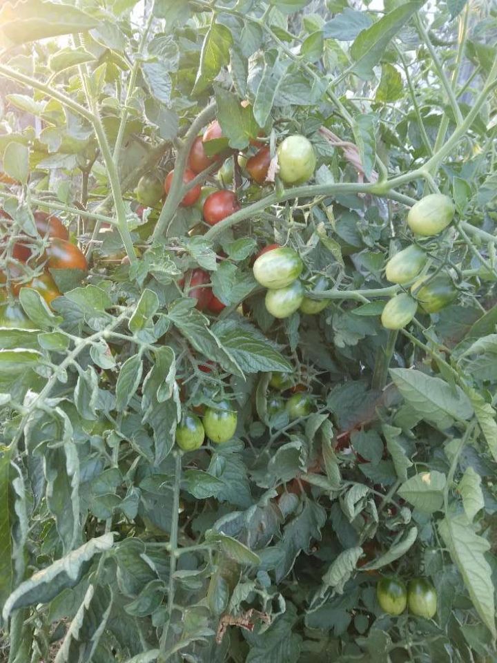 Tomate Black Plum Bio Tomatensamen - süß-aromatische Salattomate in München