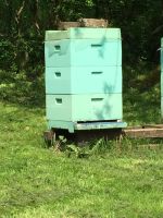 Bienenvölker auf dt. Normal inkl. Kisten mit Zeugnis / Lieferung Nordrhein-Westfalen - Sprockhövel Vorschau