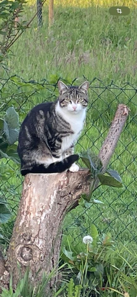 Katze / Kater Findus seit 11.03. vermisst in Wehretal