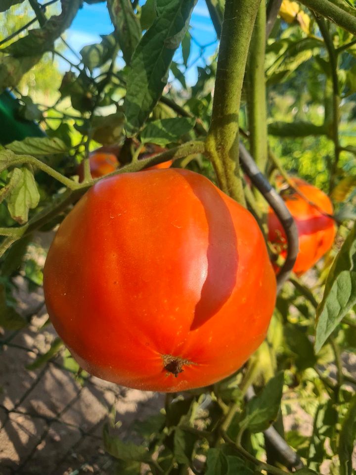 1€ Tomaten Fleisch Oxen Coctail San Marzano Pflanzen Sämlinge in Graben-Neudorf