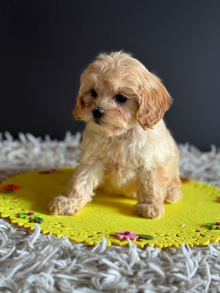 Minidoodle, ähnlich Cavapoo, Goldendoodle, Pudel, Mini Doodle in Westfehmarn