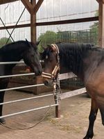 Pferdeboxen- und Weideplätze Niedersachsen - Ottersberg Vorschau