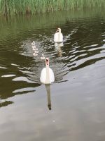 Fast ein Wassergrundstück. Brandenburg - Briescht (Tauche) Vorschau