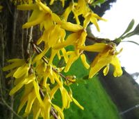 Forsythie Goldglöckchen Blüten-Strauch Pflanze Blütenstrauch Hessen - Liebenau Vorschau