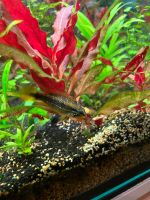 Apistogramma agassizii Weibchen Brandenburg - Kleinmachnow Vorschau