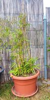 2* Bambus Pflanze im Topf Bayern - Roding Vorschau