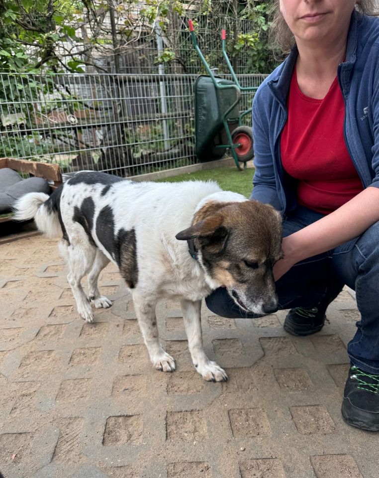 Freundliche LOTTI ❤️ aus dem Tierschutz sucht ihre Familie in Möckern