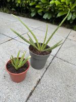 Aloe Vera Pflanzen set Nordrhein-Westfalen - Übach-Palenberg Vorschau
