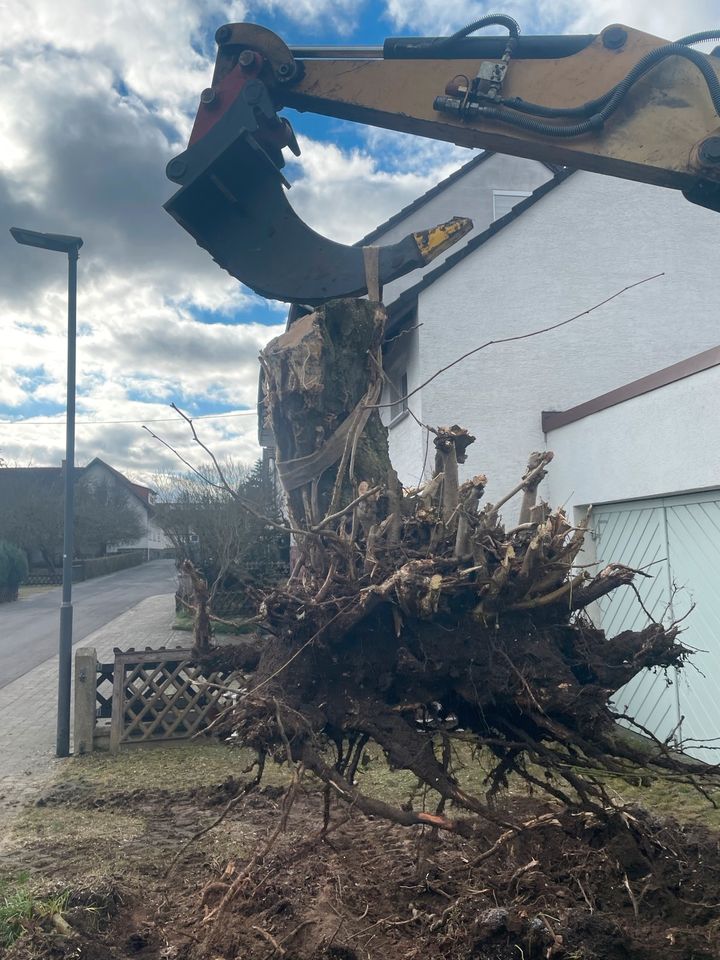 Gartenpflege Gartenhilfe Heckenschnitt Baumfällung in Lauterbach (Hessen)