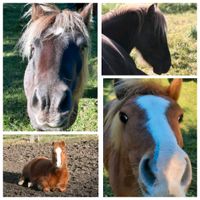 2 Miniatur Shetland x Curly Mix Ponys suchen ein neues zu Hause Nordrhein-Westfalen - Herscheid Vorschau