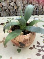 AGAVE mediterrane Freilandpflanze für den Sonnenbereich Baden-Württemberg - Gechingen Vorschau