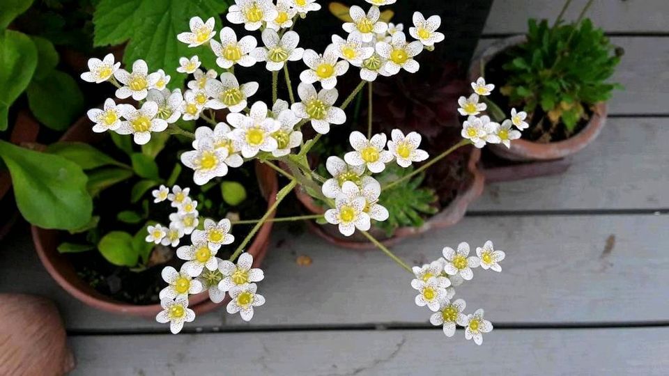 Bodendecker,wunderschön, winterfest, Steinbrech,lange weiße Blüte in Geltendorf