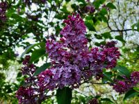 Flieder Ableger lila weiß  Strauch toller Duft schöne Blüten Nordrhein-Westfalen - Bocholt Vorschau