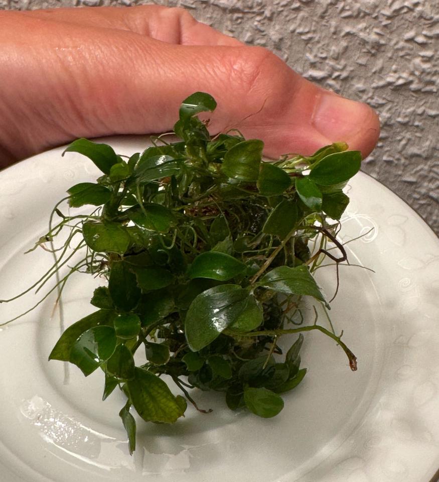 Wasserpflanzen  "Anubias"  Bucephalandra, Moose, verschiedene Art in Ehningen
