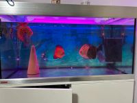 Aquarium mit 8 Diskus Fische Brandenburg - Luckenwalde Vorschau