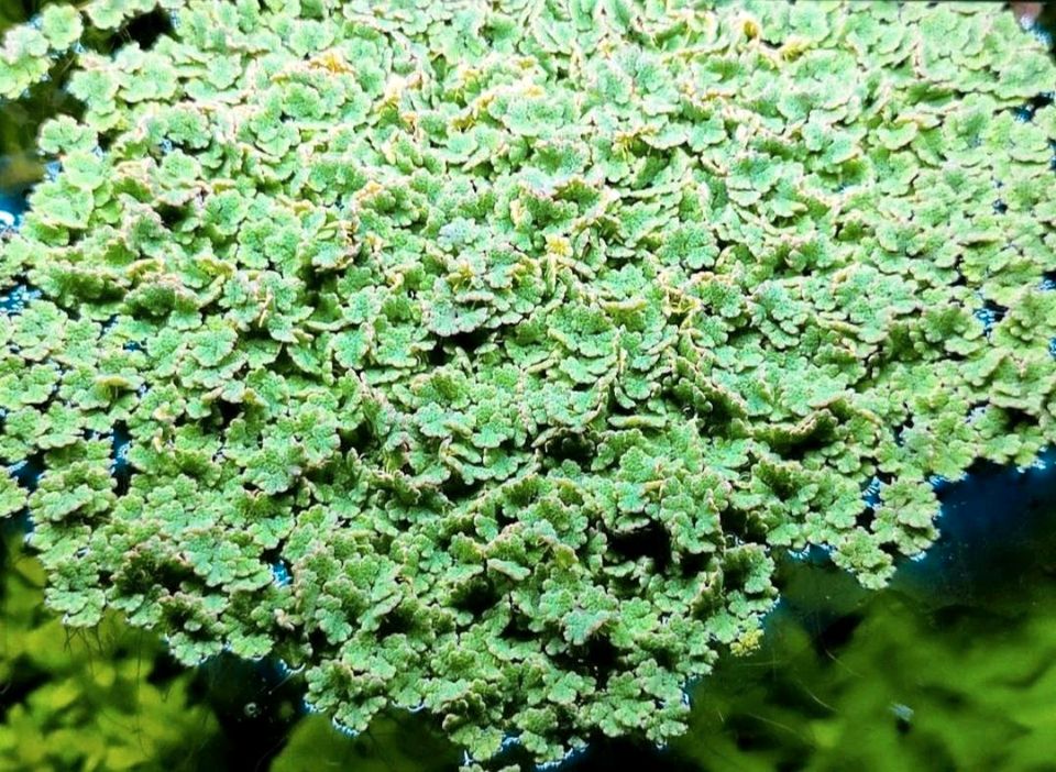 Feenmoos Azolla Caroliniana Aquarium Nano Cube in Worms