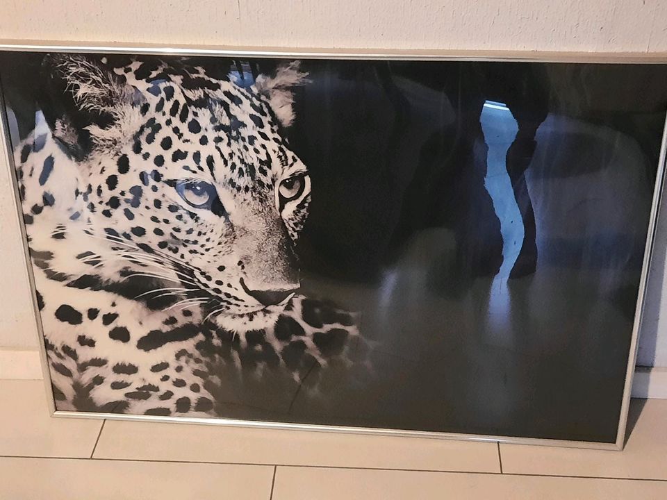 Schwarz weiß Bild Leoparde 63x93 in Dortmund