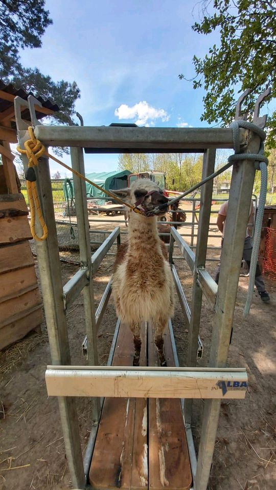 Scherstand Alpaka Lama in Waltershausen