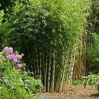 Bambus pflanzen Bayern - Affing Vorschau