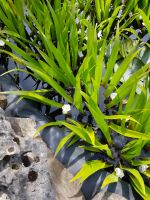 Krebsschere Wasserpflanze Teich Koi Nordrhein-Westfalen - Coesfeld Vorschau