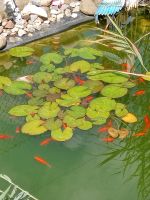 Teich/Goldfische Nordrhein-Westfalen - Salzkotten Vorschau