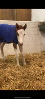 Livi / Paint Horse Stute Nordrhein-Westfalen - Dinslaken Vorschau